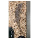 female bearded dragon