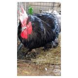 cochin rooster