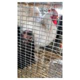 cochin rooster & hen