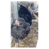 pair of black show birds