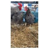 trio of barred rocks