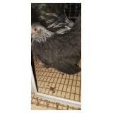 Japanese Old English Pair