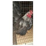 Japanese Old English Pair