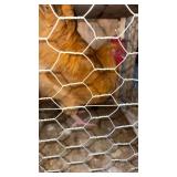 buff orphington rooster