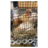 buff laced polish pair