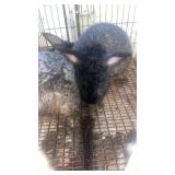 Silver Fox Buck & Doe