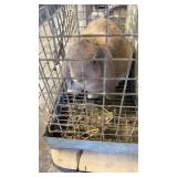 lop rabbit