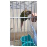 pinapple green cheek conure 3 months old
