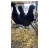 black crested chickens