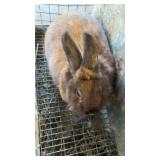netherland duarf rabbit