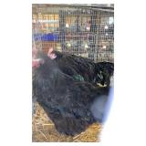 pair of black austrolops