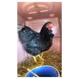 dark cornish rooster