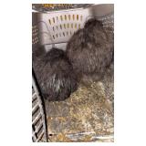 pair of black silkie