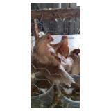 red pyle old english hens