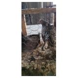 seabright and old english