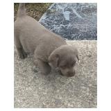 Silver lab puppy female