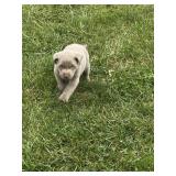 Silver lab puppy male