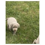Silver lab puppy male