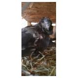 pigeons fancy hooded