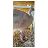 white peafowl unsexed