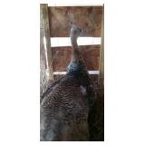 black shoulder peacock male