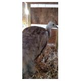 india blue peafowl hen