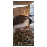 india blue pied male