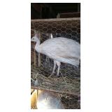 white peafowl unsexed