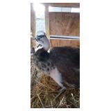 black shoulder pea fow hen