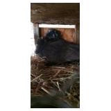 pigeons fancy hooded