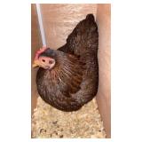 partridge rock bantam hen
