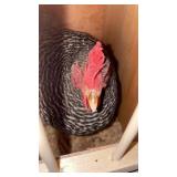 laying barred rock hen