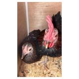 Young spangled Bantam Pair O.E.G.B