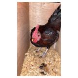 Cock Spangled Bantam O.E.G.B