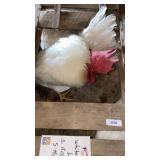 white leghorns 1 rooster 5 hens