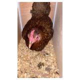 partidge rock bantam hen