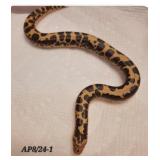 dodoma sand boa