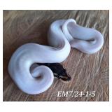black pastel pied