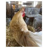 spitzenhauber chicken