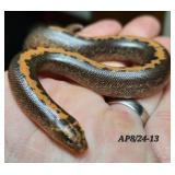 stripe sand boa unsexed
