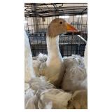 sebastopol goose