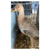 butterscotch call duck hen