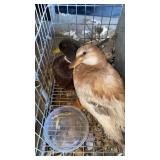 pair of butter scotch call ducks