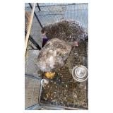 chocolate cuckoo orpington