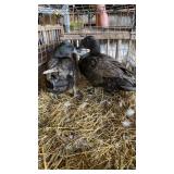 two blue east indies