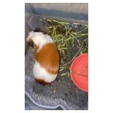 Female guniea pig