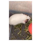 Female guniea pig