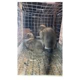 pair of indian runner ducks