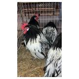 laken felder roosters