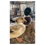 Pair of Call Ducks